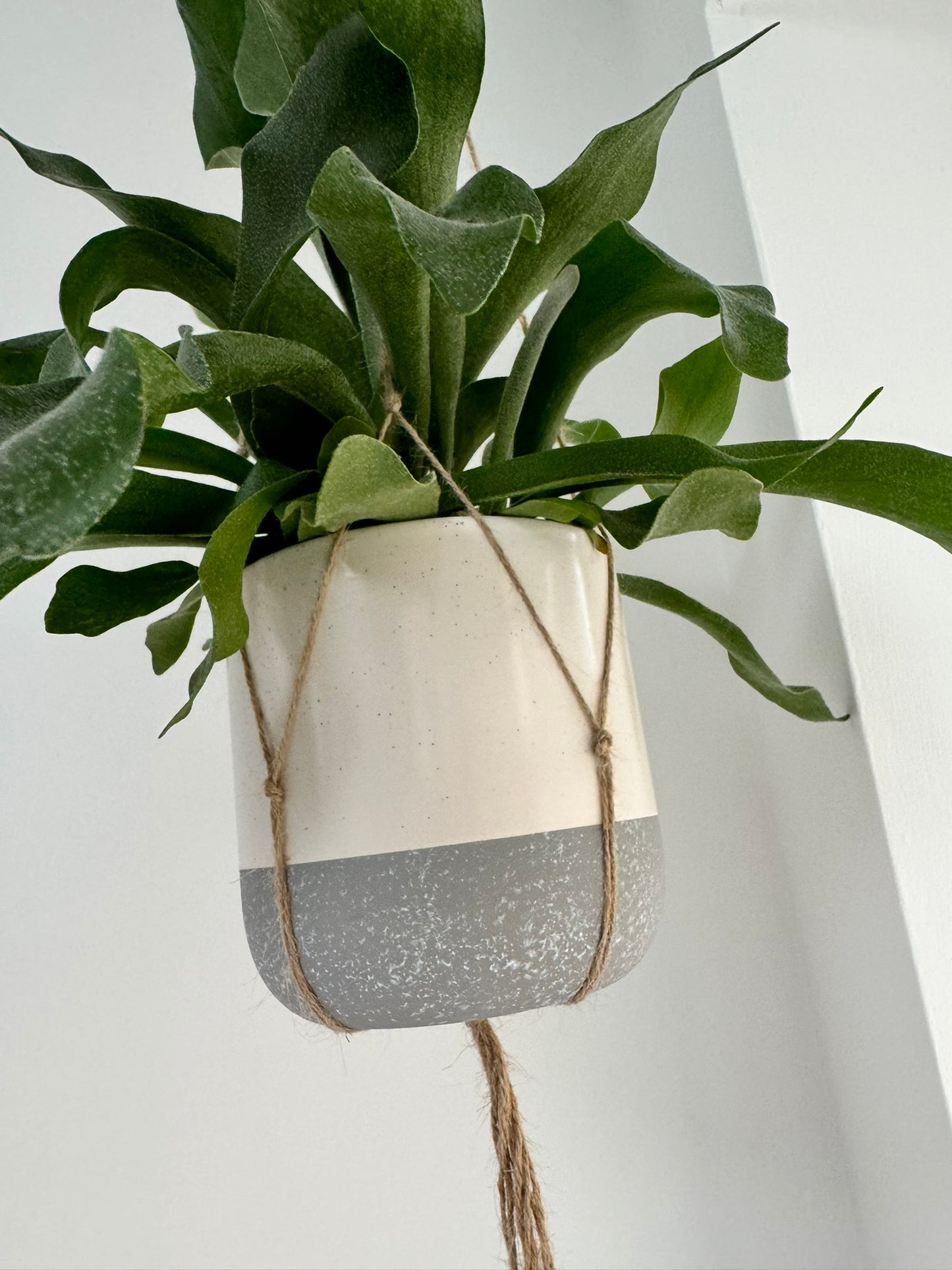 Boho style macrame plant hanger