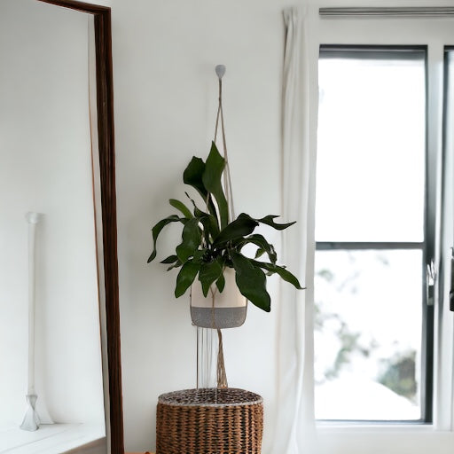 Boho style macrame plant hanger